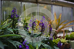 Salvia perennial in the greenhouse ÃÂ¡ÃÂ°ÃÂ»ÃÅÃÂ²ÃÂ¸ÃÂ ÃÂ¼ÃÂ½ÃÂ¾ÃÂ³ÃÂ¾ÃÂ»ÃÂµÃâÃÂ½ÃÂÃÂ ÃÂ² ÃÂ¾Ãâ¬ÃÂ°ÃÂ½ÃÂ¶ÃÂµÃâ¬ÃÂµÃÂµ photo